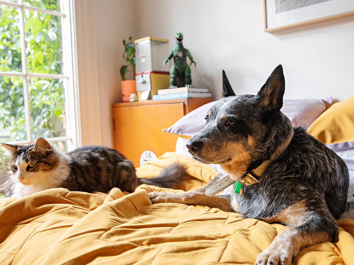 Pet Insurance Isn't Health Insurance. It's a Loan You Make to Your Vet.