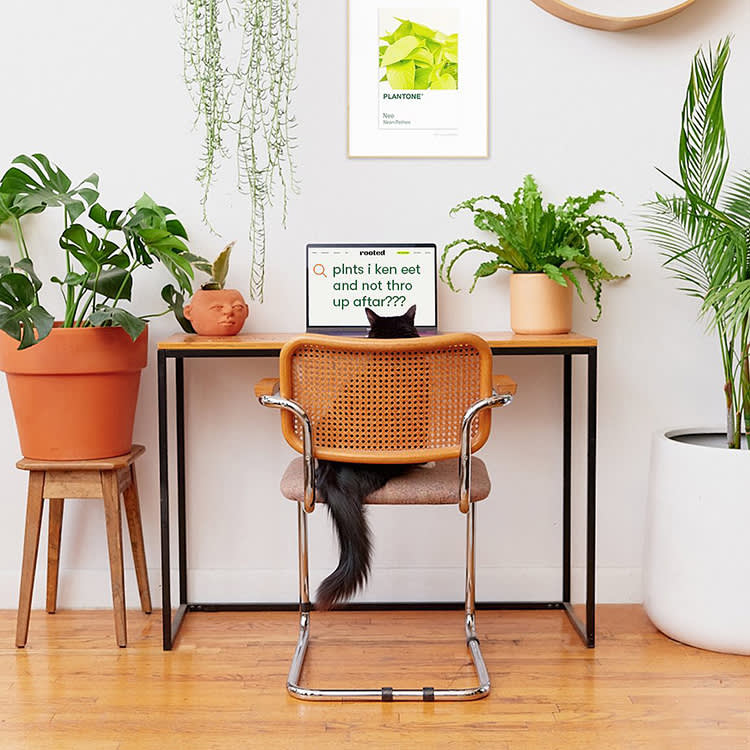 Your 'Non-Toxic' Houseplant Can Still Land Your Pet at the Vet