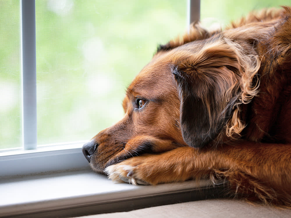 When Your Kid Leaves for College, the Pet Falls Apart Too