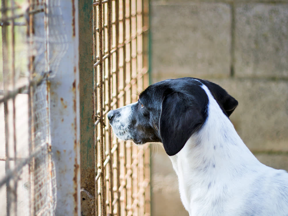 People Don't Surrender Pets Because They Stopped Loving Them