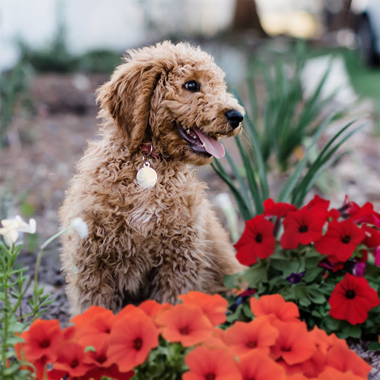 Petunias Are Safe for Dogs. The Things Growing Around Them Often Aren't