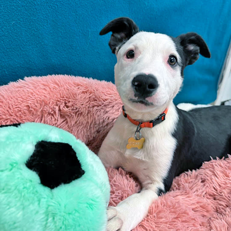 One Fake Email Nearly Shut Down This Animal Shelter