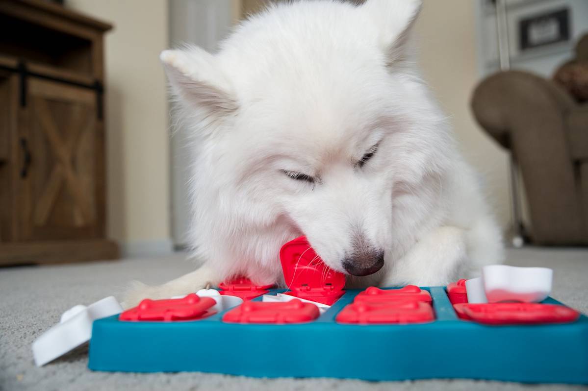 Your Dog Isn't Spoiled. 6 Fixes That Actually Get a Picky Eater Eating