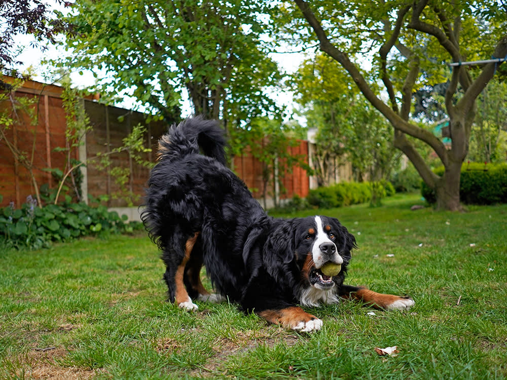 The Play Bow Is the Clearest Word Your Dog Knows. Learn to Say It Back