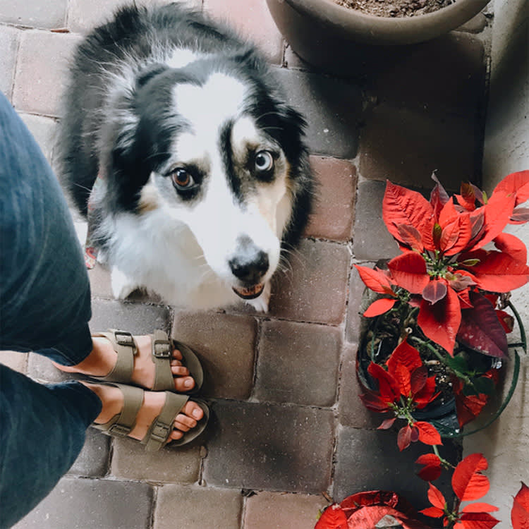 Poinsettias Are the Holiday Plant You Fear Most and Need to Least