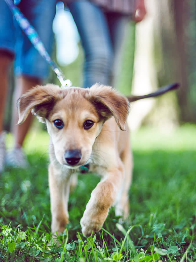 You're Not Potty-Training the Puppy. You're Training Yourself.