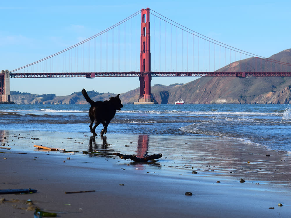 Skip the Dog Park. San Francisco's Presidio Has 8 Better Stops.