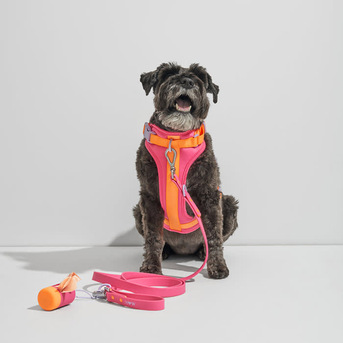 Wild One rainbow pride harness walk kit