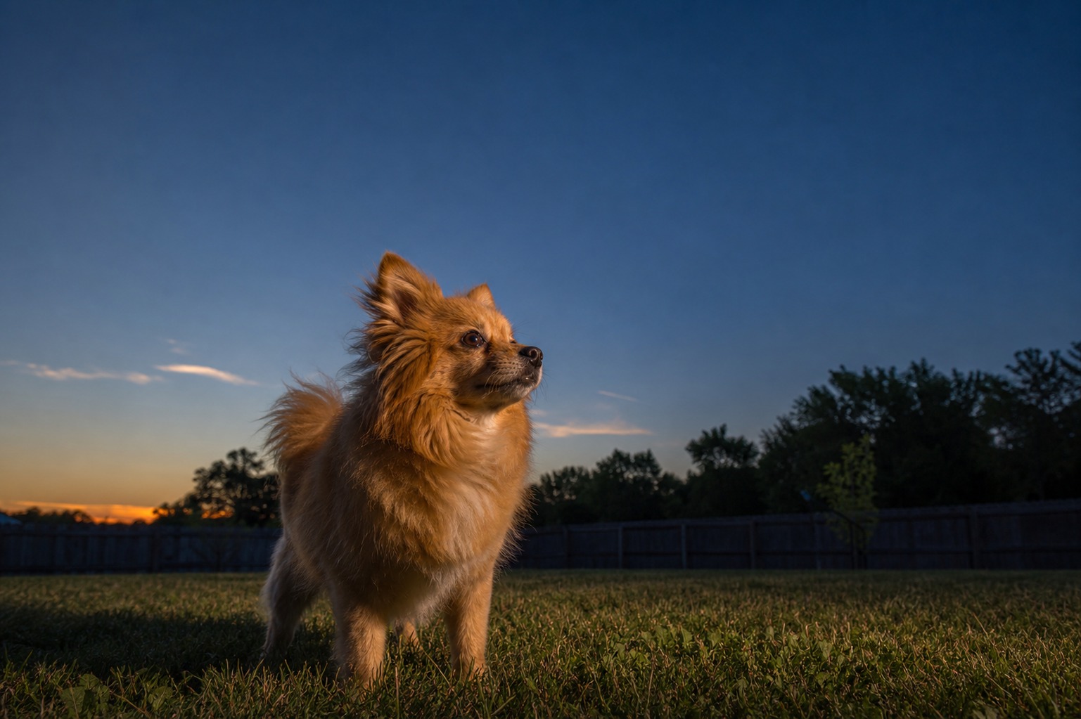 You Dog-Proofed the Yard and Forgot the Sky