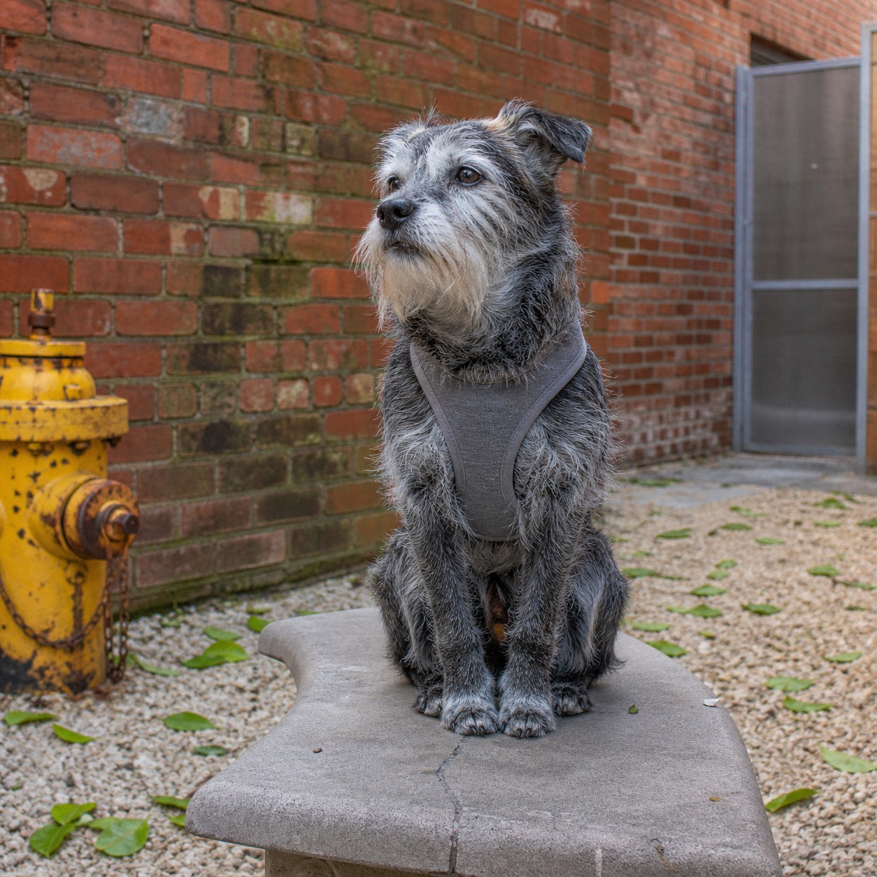 New York's Hottest Club Is a $795 Dog Run