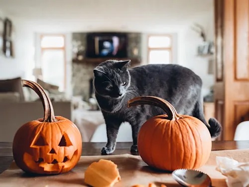 Pumpkin Is the Rare 'Human Food' Your Cat Might Actually Need