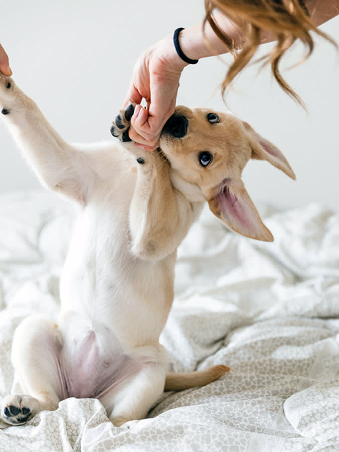 Your Puppy Wants a Bully Stick. Their Teeth Aren't Ready.