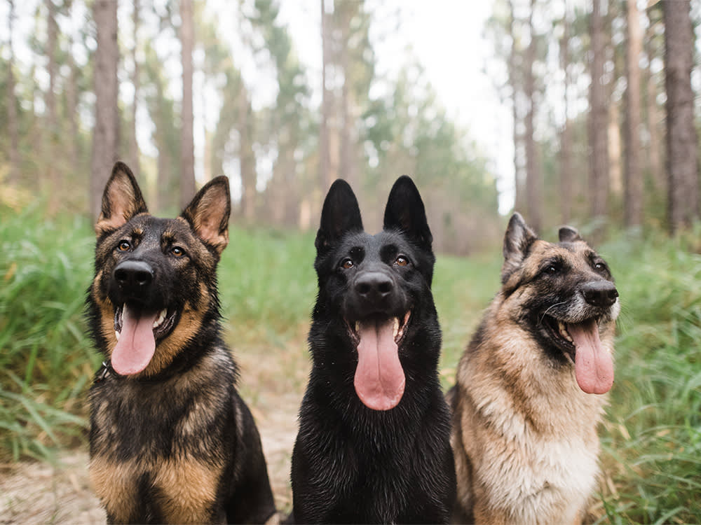 Your Puppy's Coat Is Going to Change. Here's When to Shrug and When to Worry