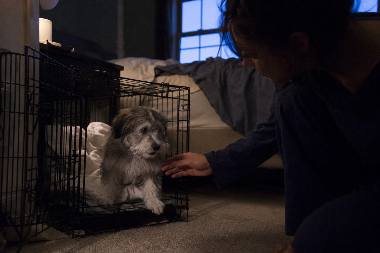 Your Puppy Cries at Night for One of Four Reasons. Only One Means Get Out of Bed.