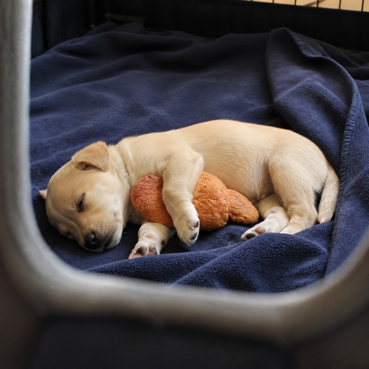 Punch the Monkey Made Everyone Ask: Do Dog Moms Reject Puppies Too?