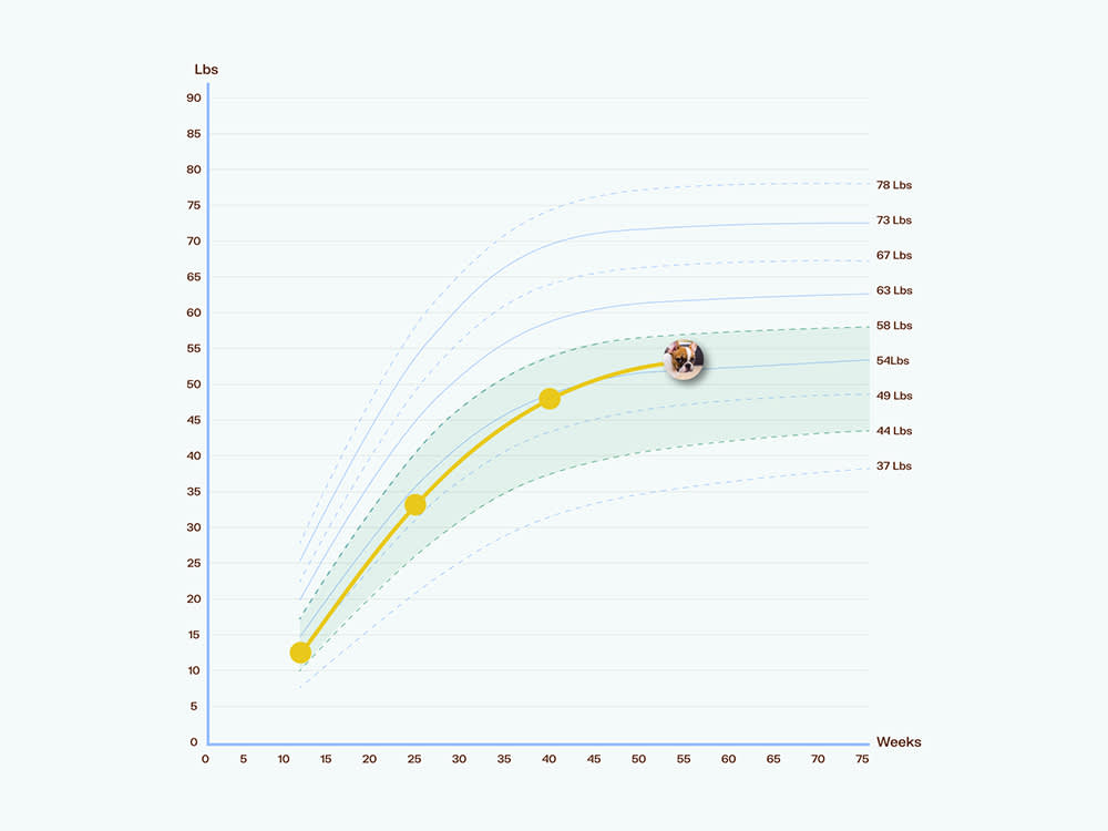 Puppy and kitten growth chart showing weight milestones by age