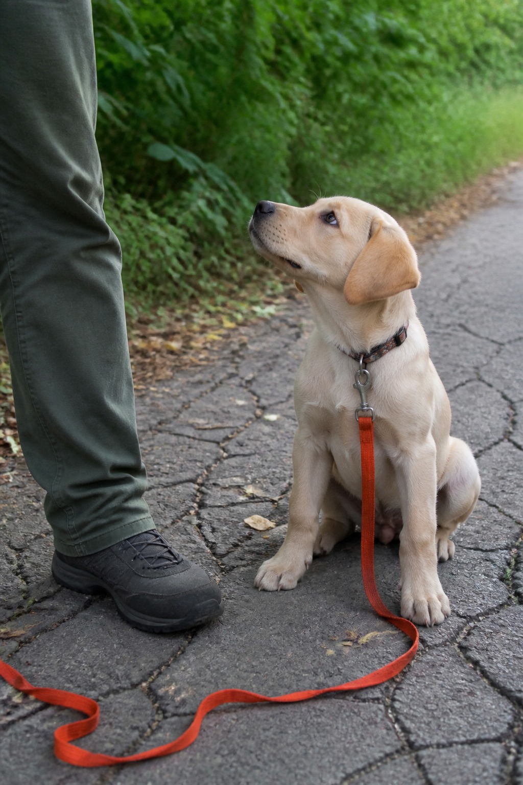 Your Puppy Won't Hold Still Long Enough to Sit. Fix That First