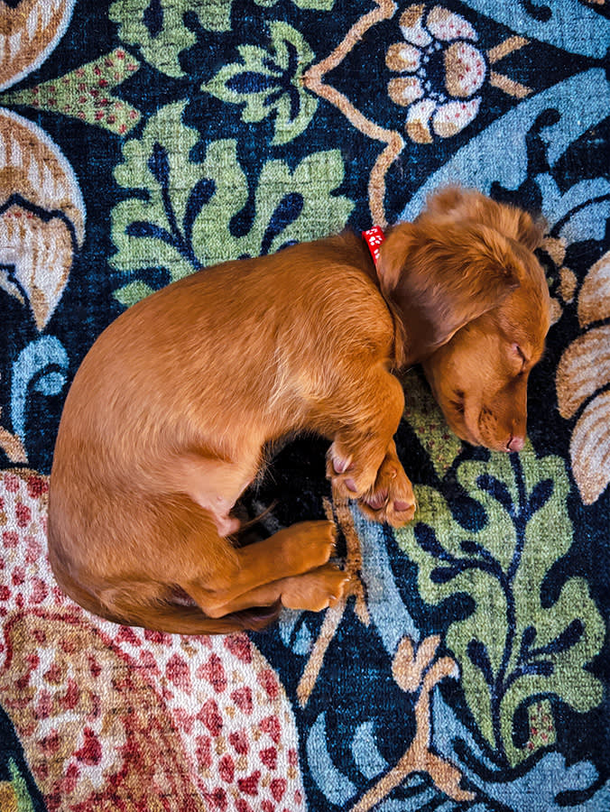 Stop Counting Your Puppy's Sleep Hours. Watch for the Change.