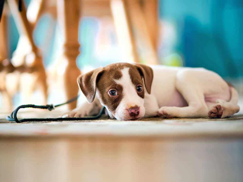 The Underused Trick That Keeps Your Puppy Out of Trouble