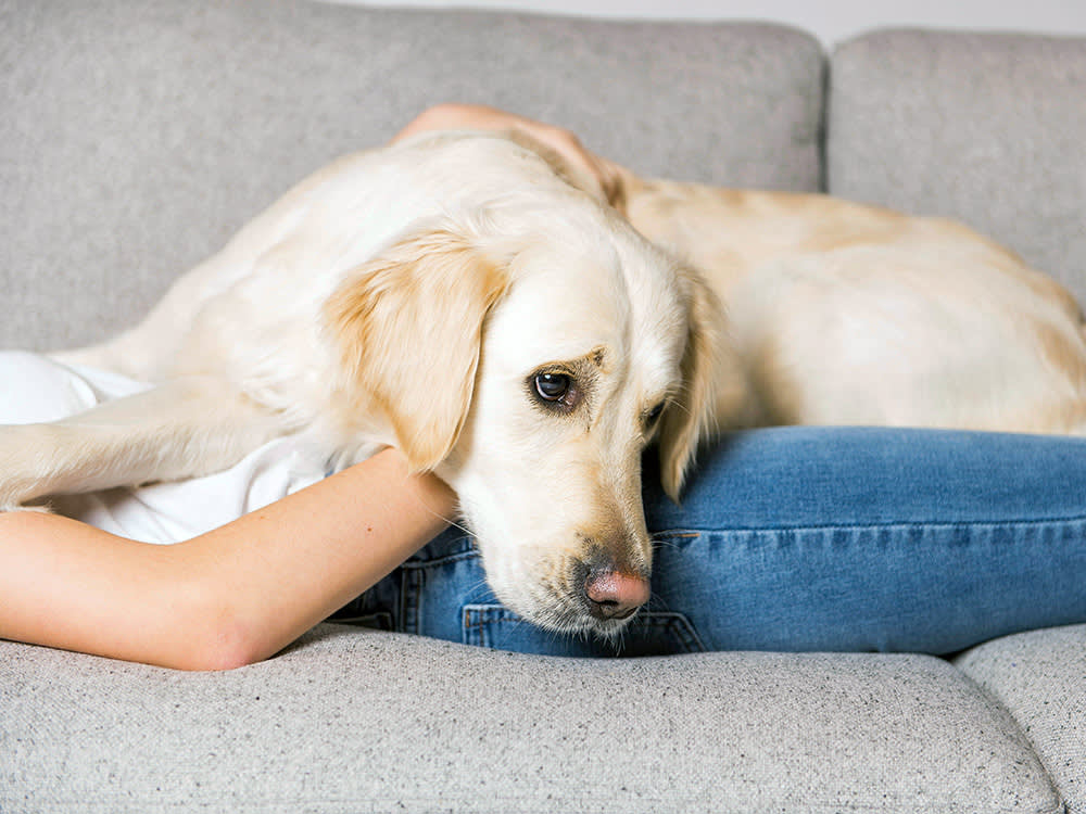 Your Puppy Just Threw Up. Here's How to Tell 'Wait and See' From 'Vet Now.'