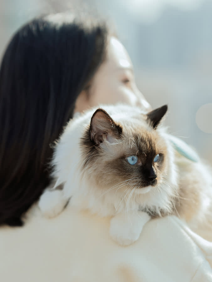 The Cutest Cat Breeds Are Often the Sickest. The Look Is the Problem.