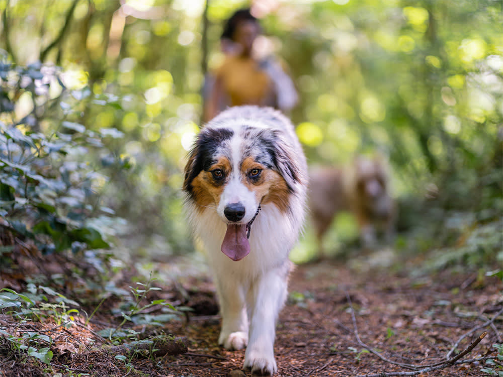 'Just a Quick Walk' Can Give Your Dog Heatstroke. Here's the Playbook.