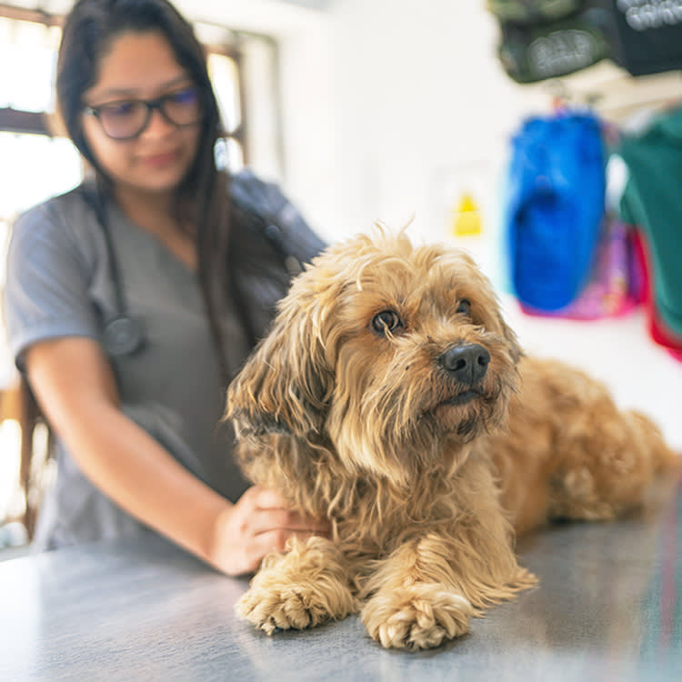 Some Rabies Shots Were Just Water. Here's How to Check Your Pet's.