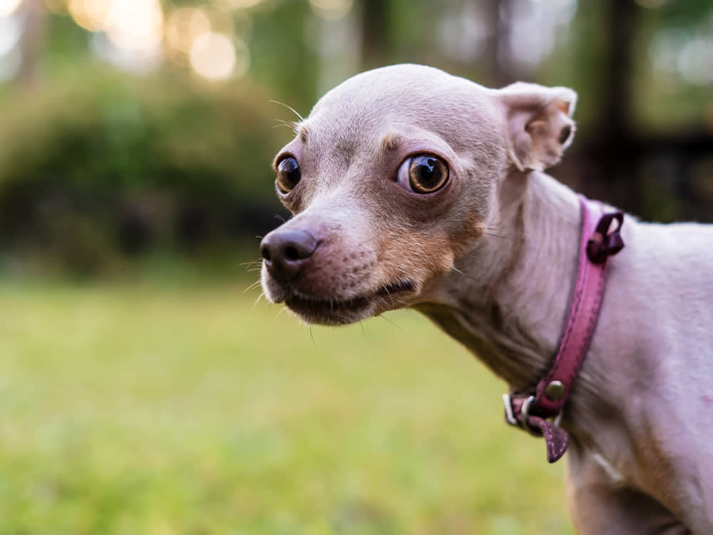 Your Dog's Pinned-Back Ears Aren't One Message. Here's How to Read Them.