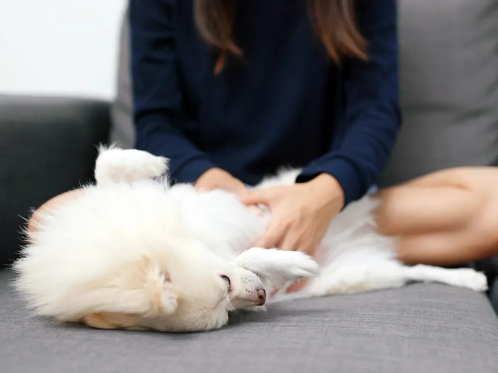 That Red Rash on Your Dog's Belly Is Trying to Point Somewhere