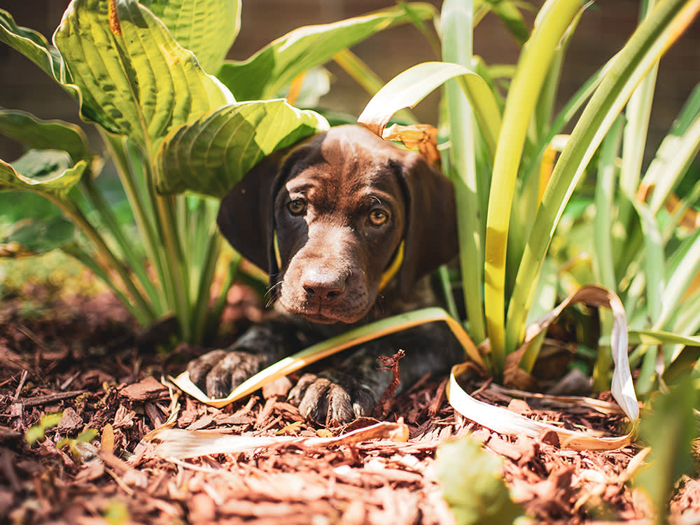 How to Redirect Your Dog's Digging: Yard-Friendly Fixes That Actually Work