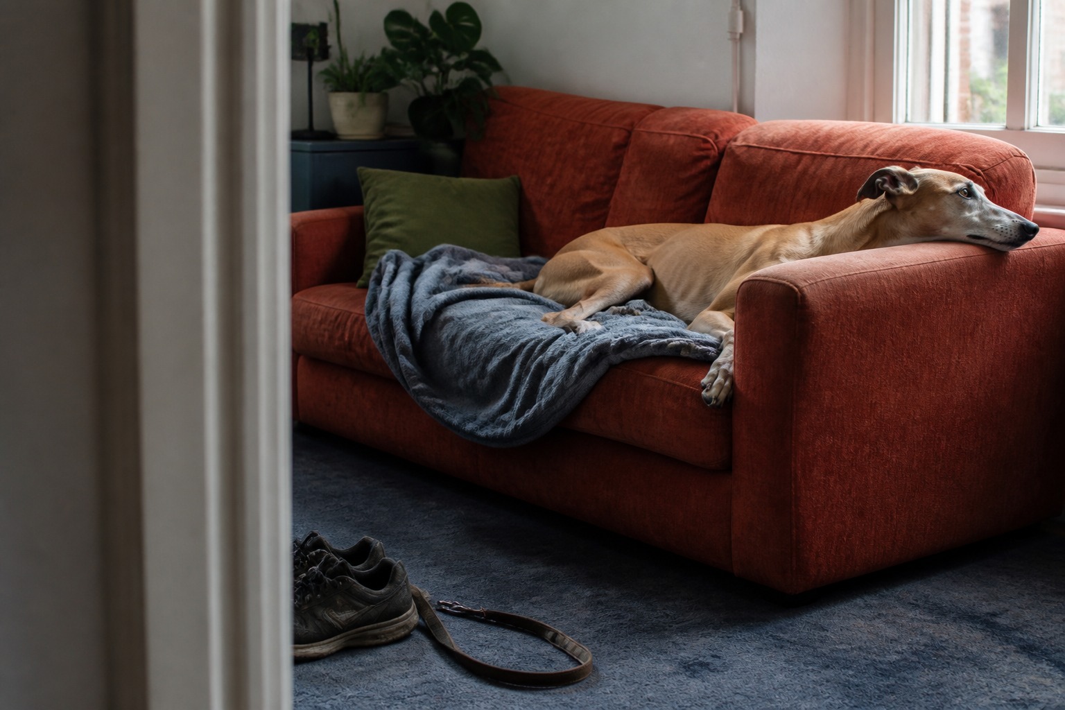 Yes, Dogs Get STDs. No, They Don't Have to Mate to Catch Them.