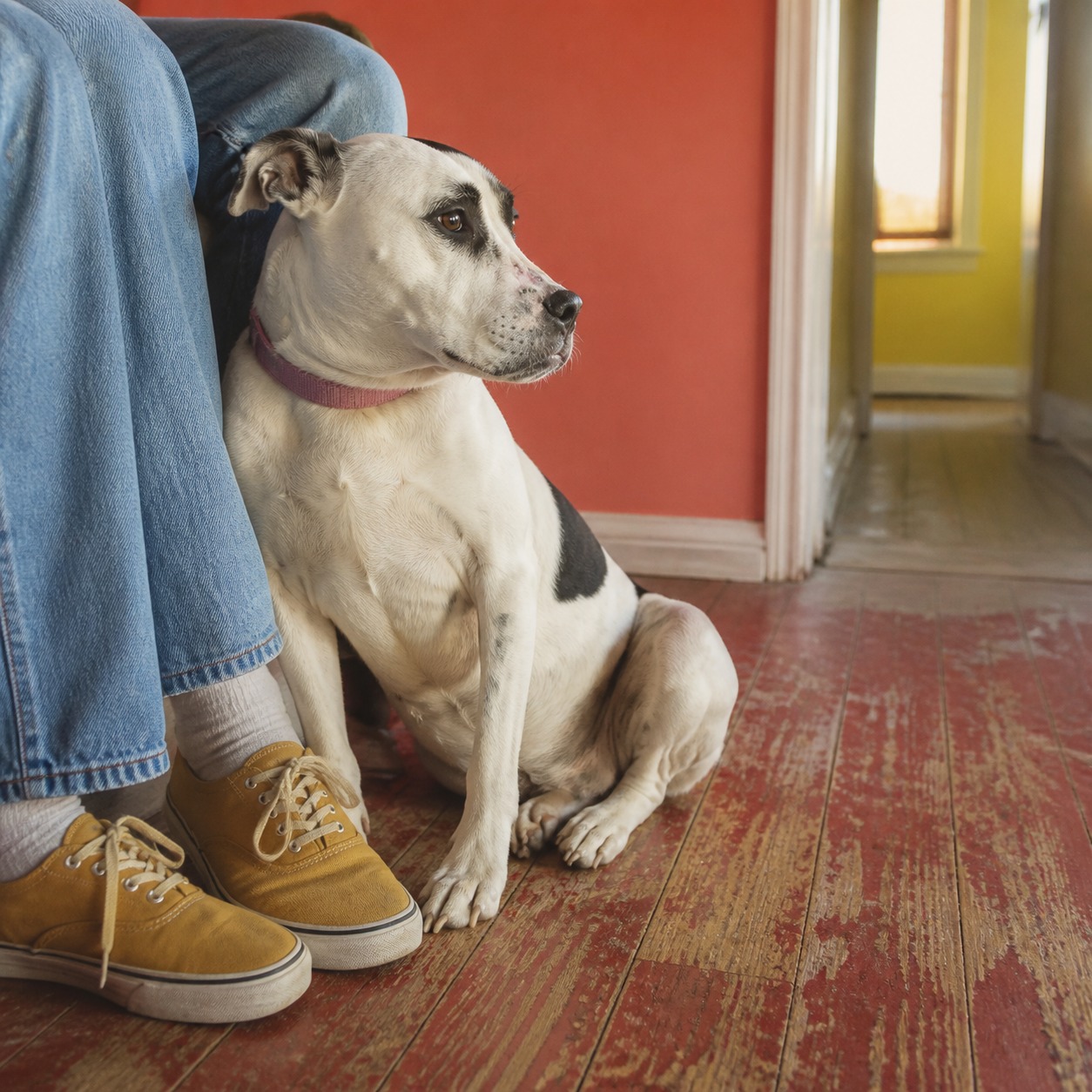 A Dog With No Nostrils Became Philadelphia's Most Famous Rescue