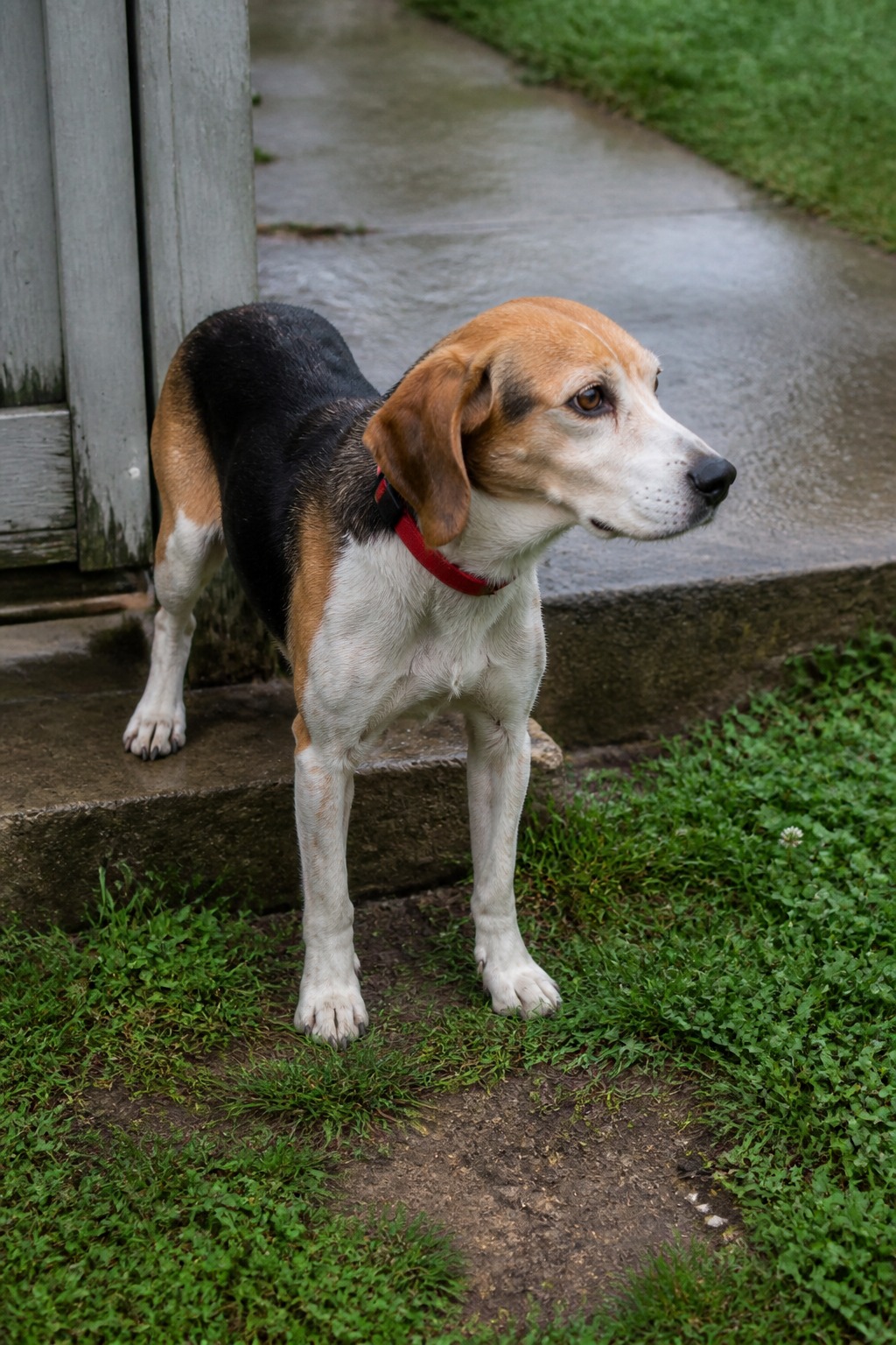 What Happens to a Lab Beagle After the Study Ends? For Decades, Nothing Good