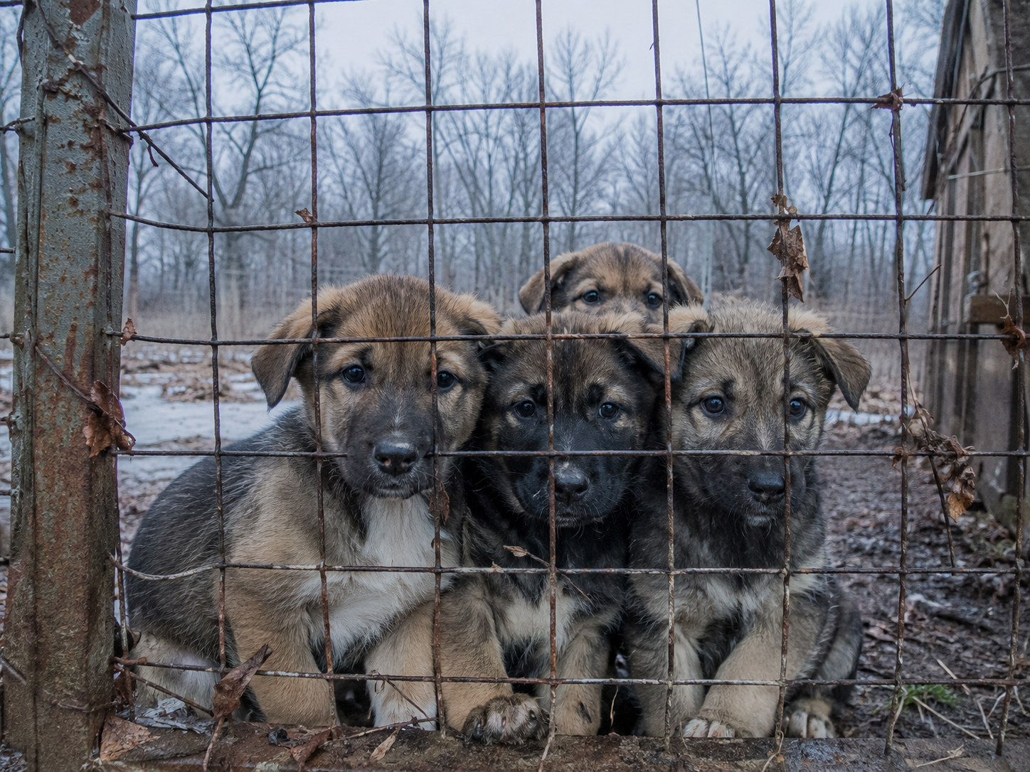 A Storm, a Deadline, and 200 Dogs: Inside a Frantic Mississippi Rescue