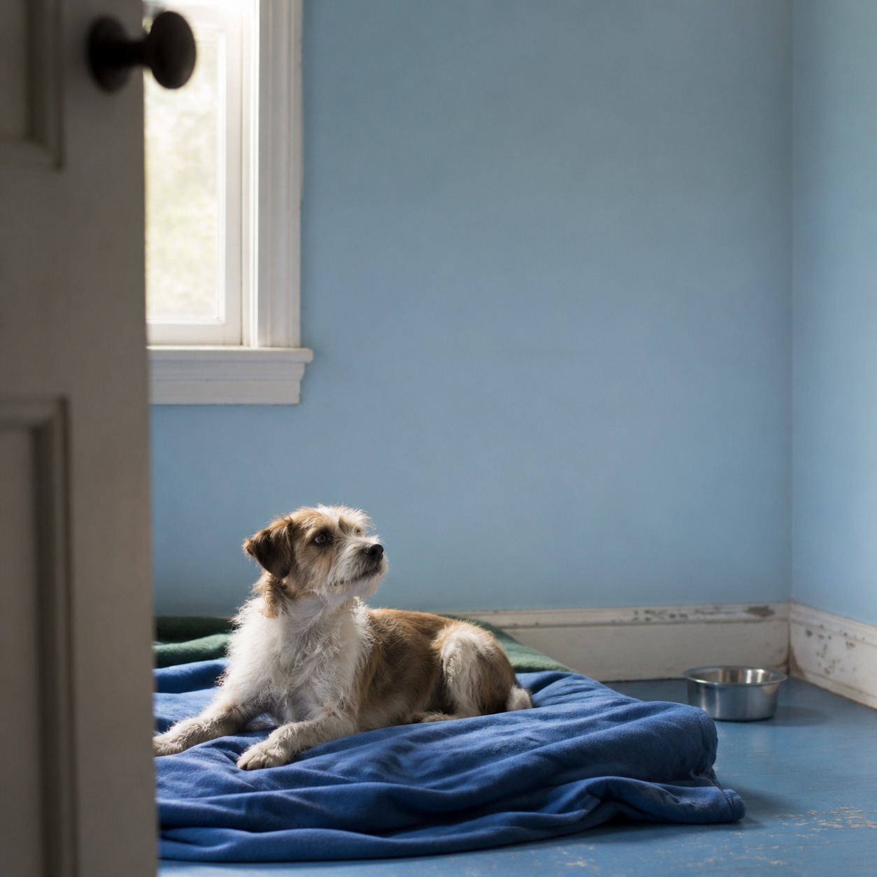 55 Dogs, One Business License: The Arizona Case That Exposes a Rescue Loophole