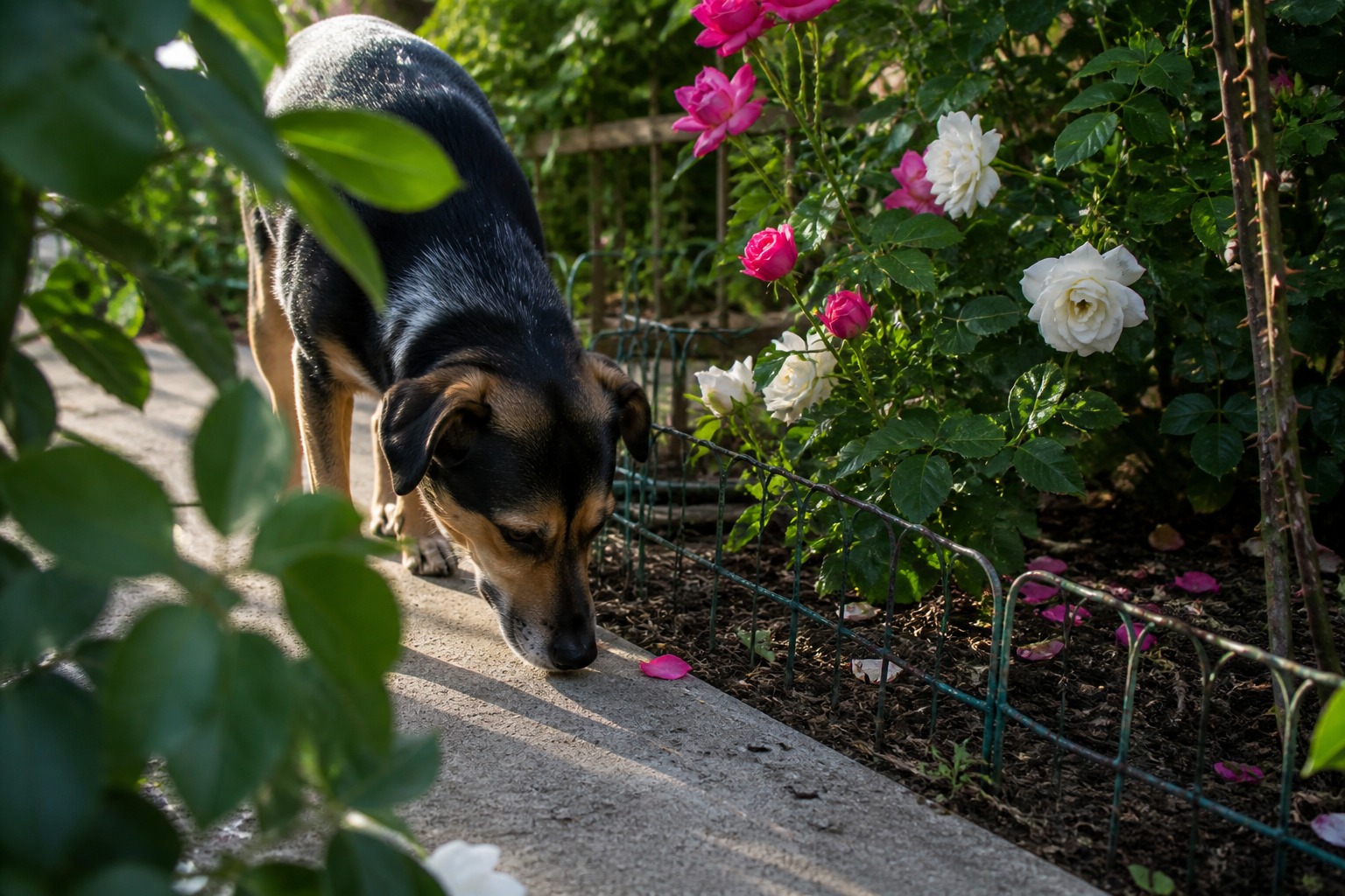Roses Won't Poison Your Dog. The Rose Garden Is a Different Story