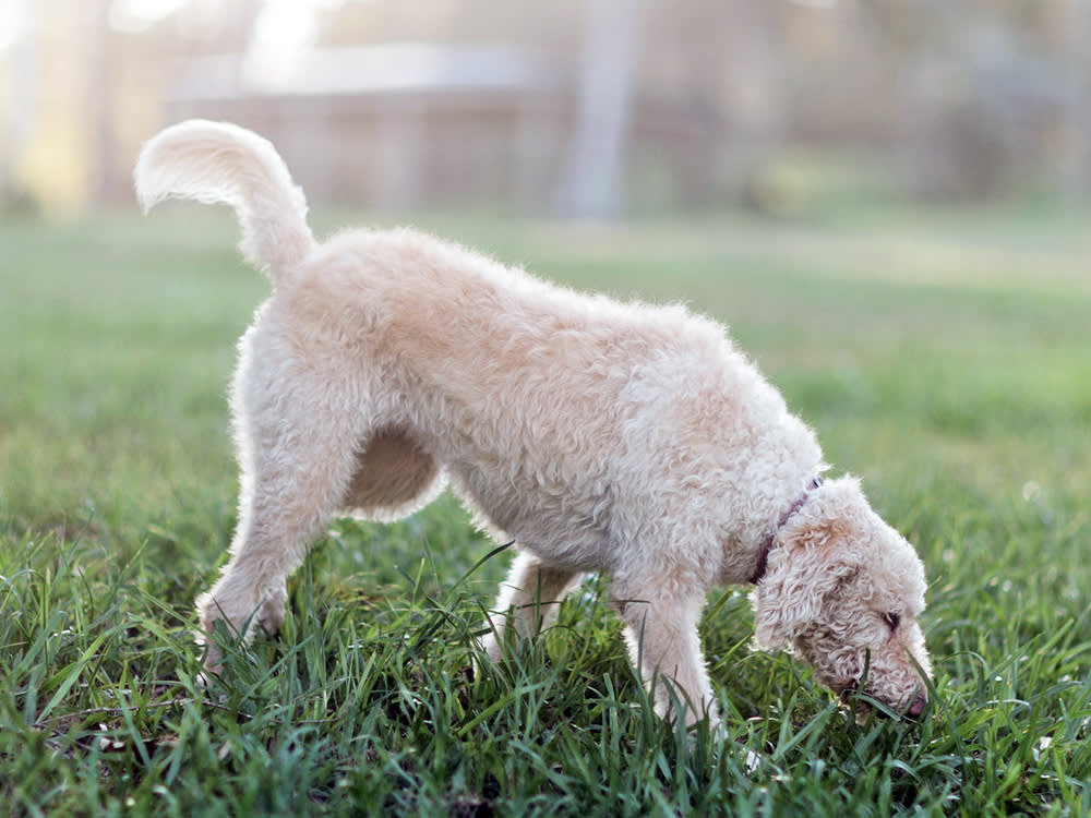 The Scary Part of Roundworms Isn't in Your Dog. It's in Your Yard.