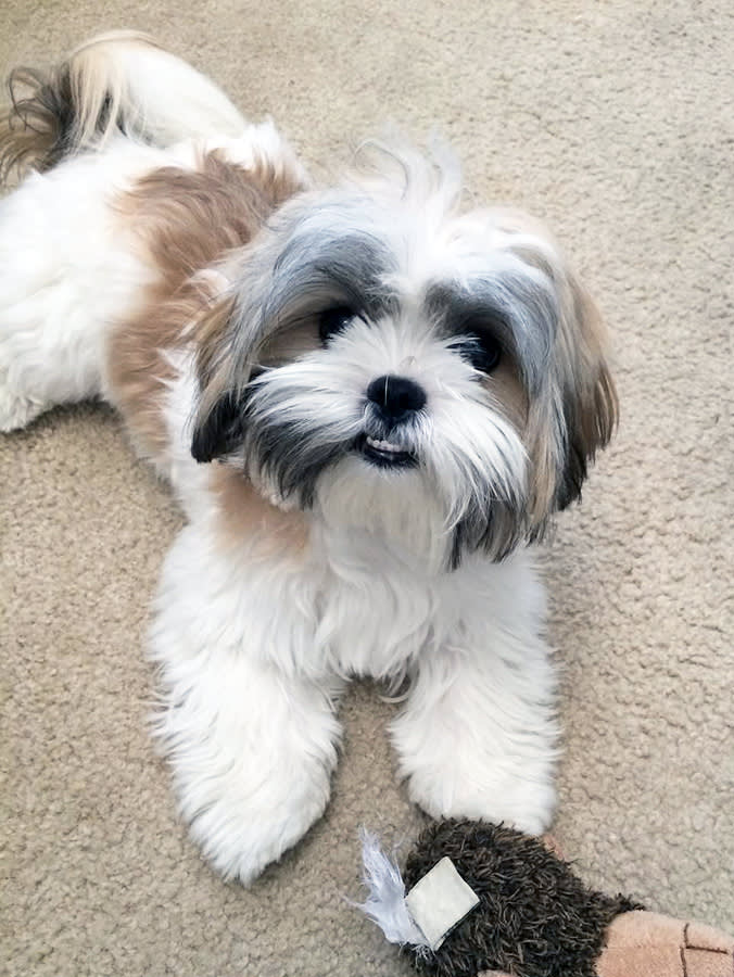 She Came Home to a Box of Ashes. Her Sitter Had 118 Five-Star Reviews.