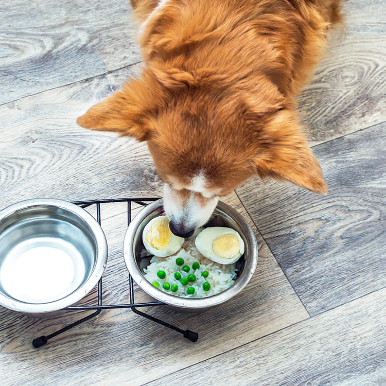 7 Foods the Internet Swears Are Bad for Dogs. They Aren't.