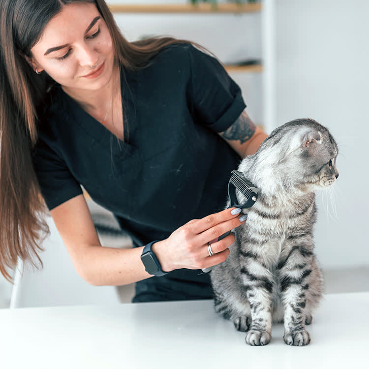 That Mat in Your Cat's Fur Is Hurting Them. Don't Reach for Water.