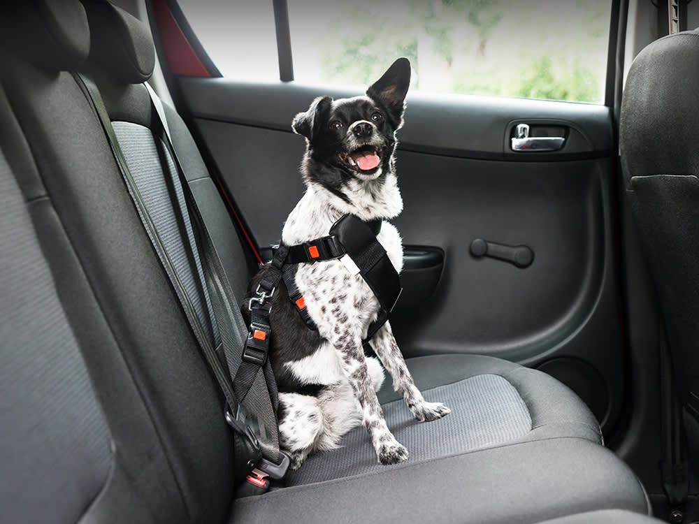 The Ride Home Is Your New Dog's First Lesson. Don't Blow It.