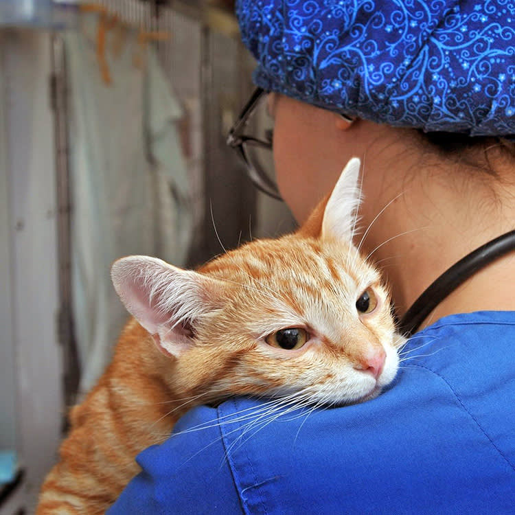 A San Diego Judge Redefined 'Abandonment' for Cats. Shelters Everywhere Are Watching.