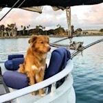 San Diego Built the Country's First Dog Beach. Then It Kept Going.