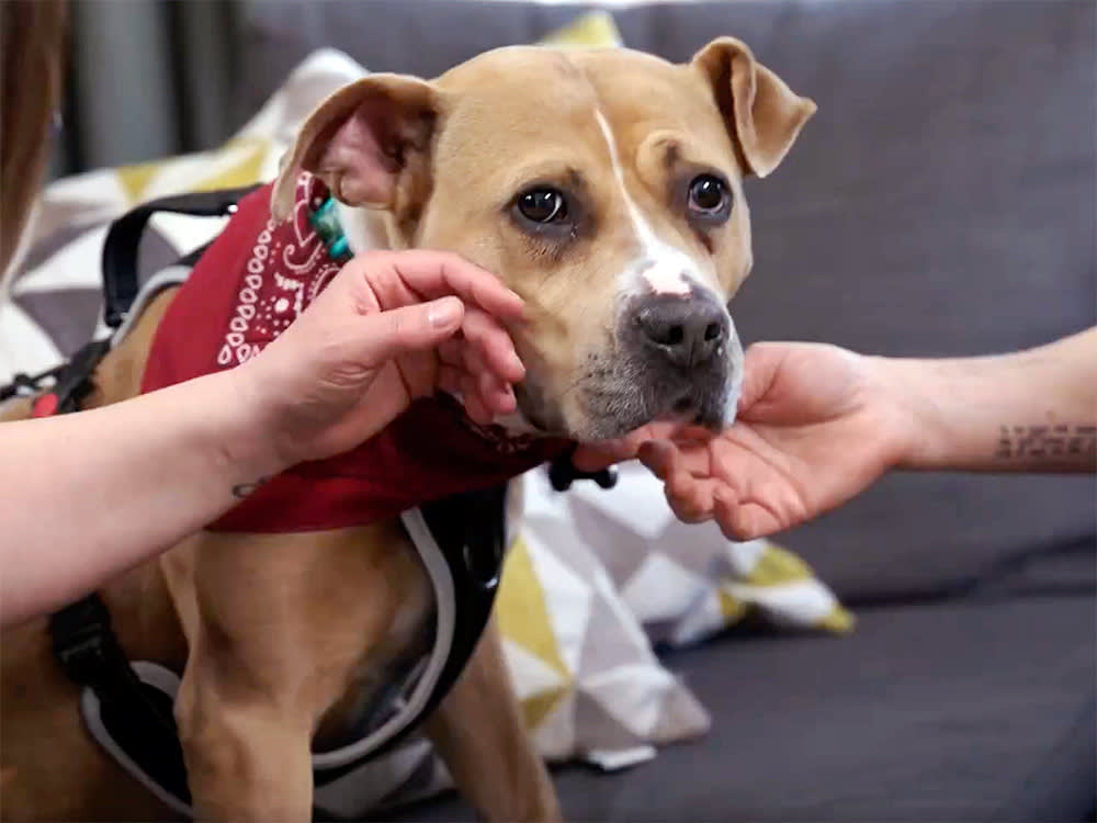 Hundreds of Thousands of Dogs Died Last Year. This Film Blames Us.