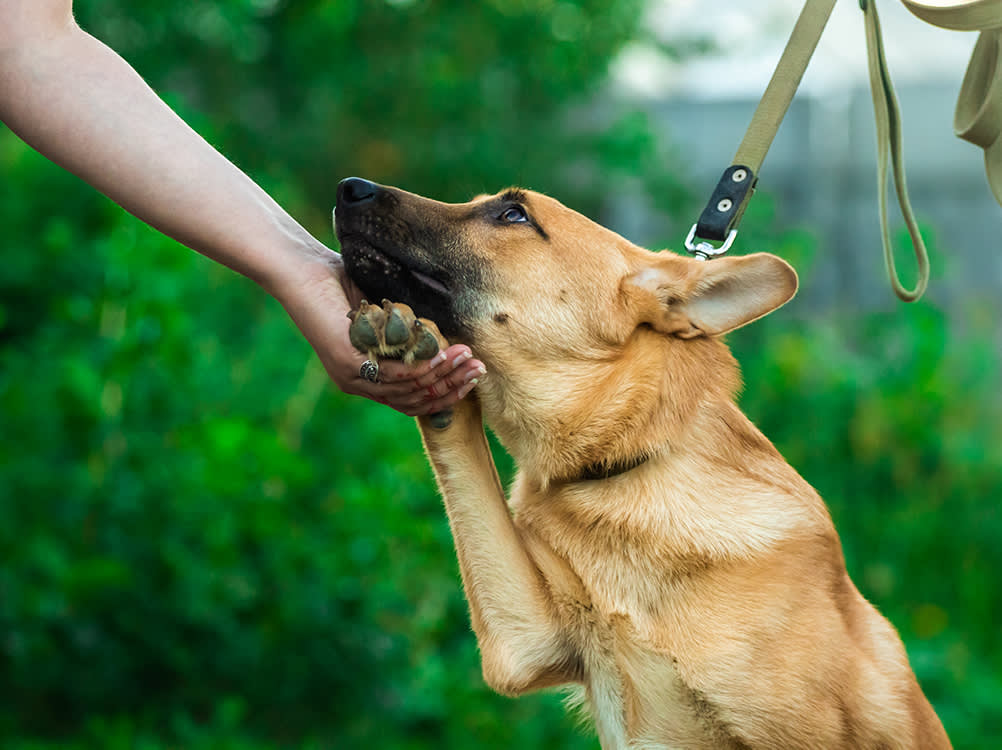 Your Dog Isn't Misbehaving. They're Scared.