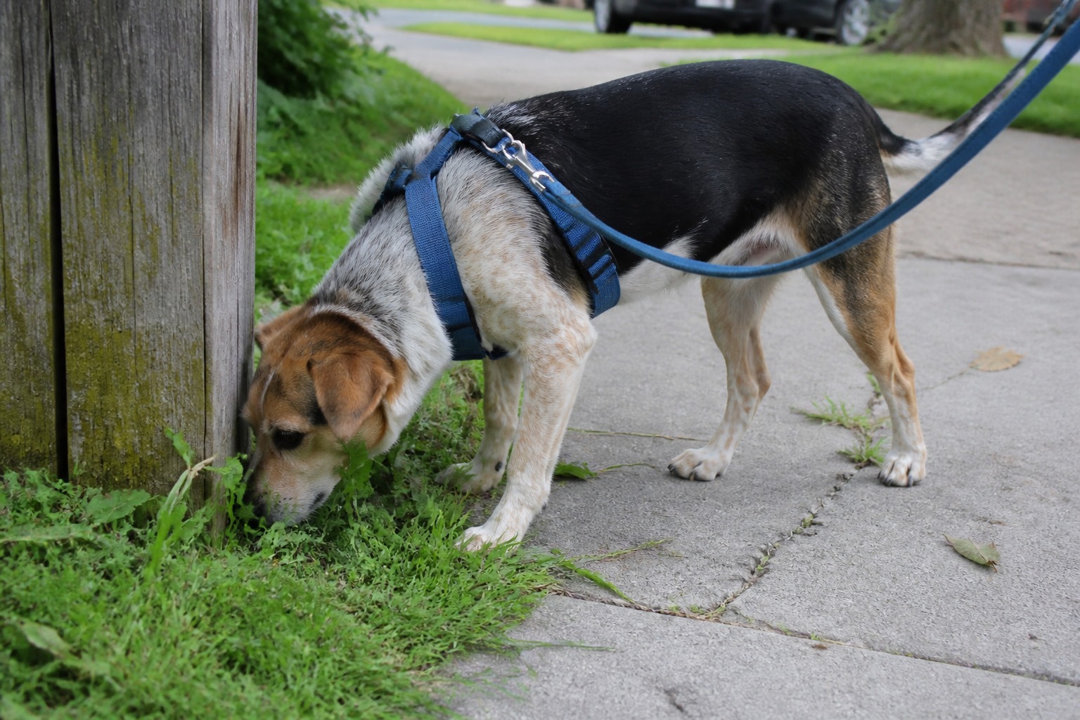 Stop Rushing the Sniffs. Your Dog's Nose Is Doing Real Work.