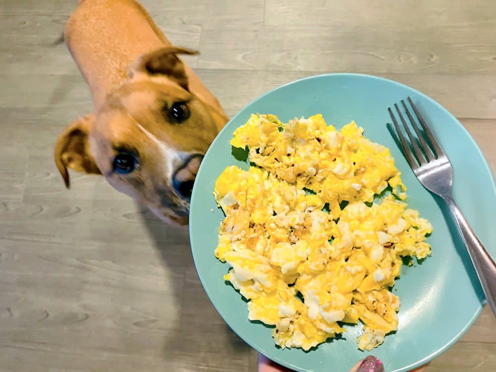 Scrambled Eggs Are Great for Dogs. Your Skillet Is the Problem.