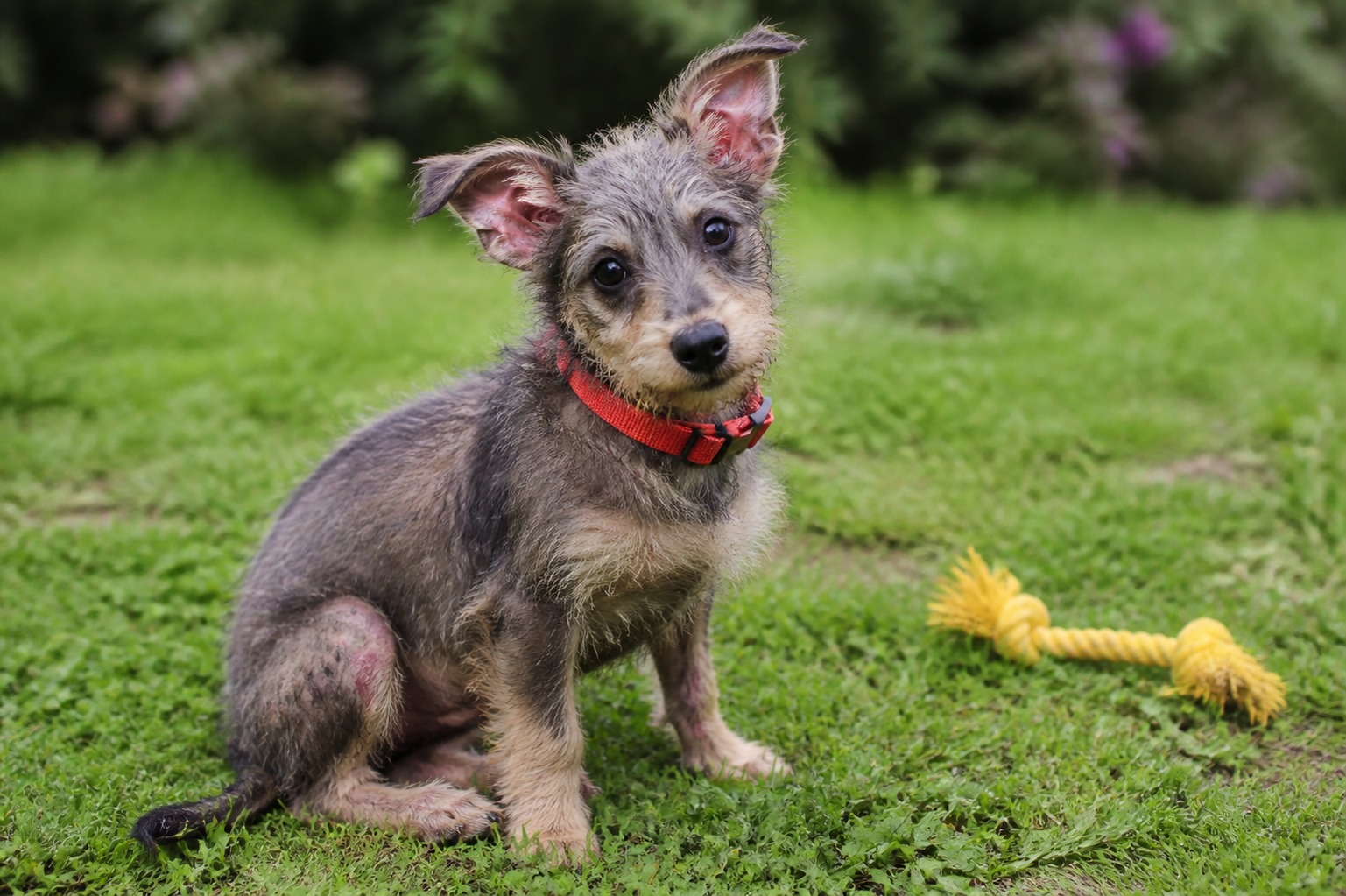 Scabies Looks Alarming. It's One of the Most Curable Things Your Dog Can Get.