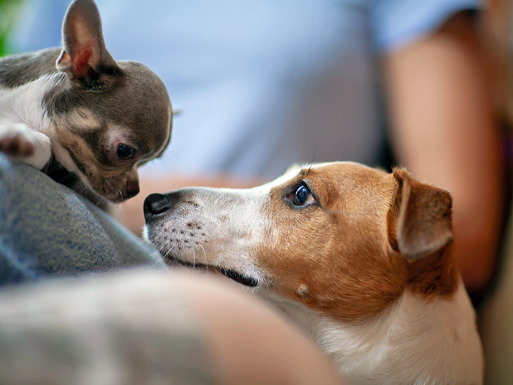 Male-Female Is the 'Safe' Second-Pet Combo. The Experts Disagree.