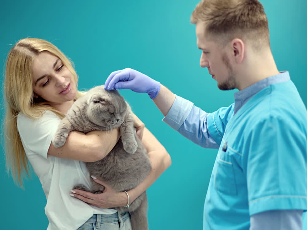 Your Vet Quoted You $12,000. That's Not the Only Number You're Allowed to Hear.
